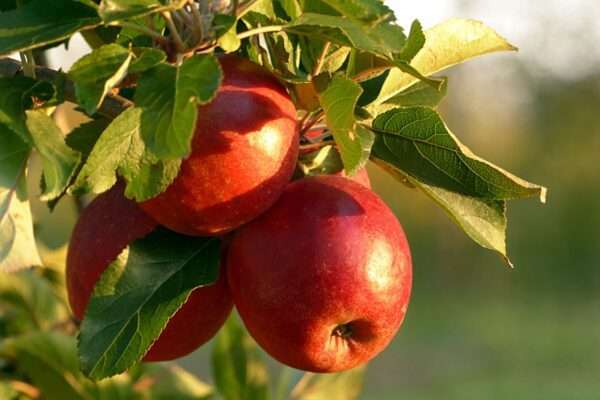 Apple Seedling