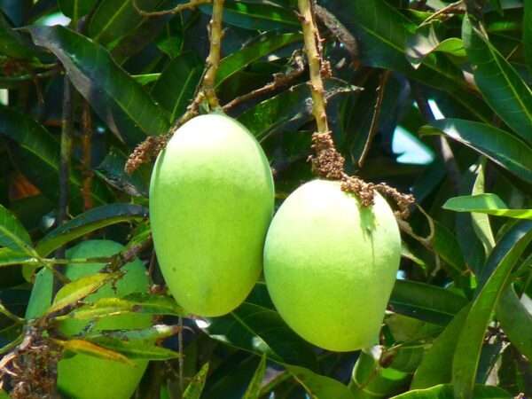 Kent Mango Seedling