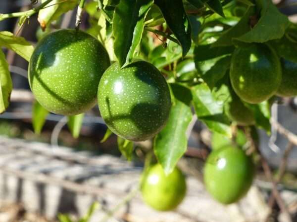 Passion Fruit Seedling